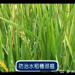 高级植保员02