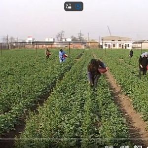 植保课程03