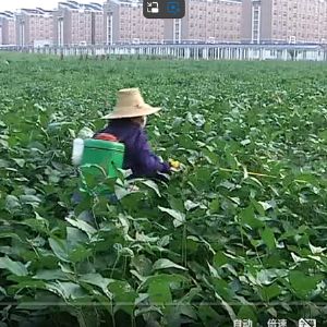 植保课程01